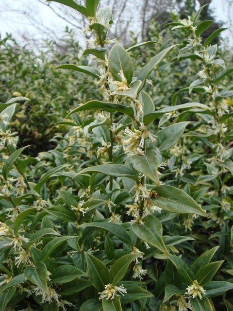 Sarcococca ruscifolia fleur